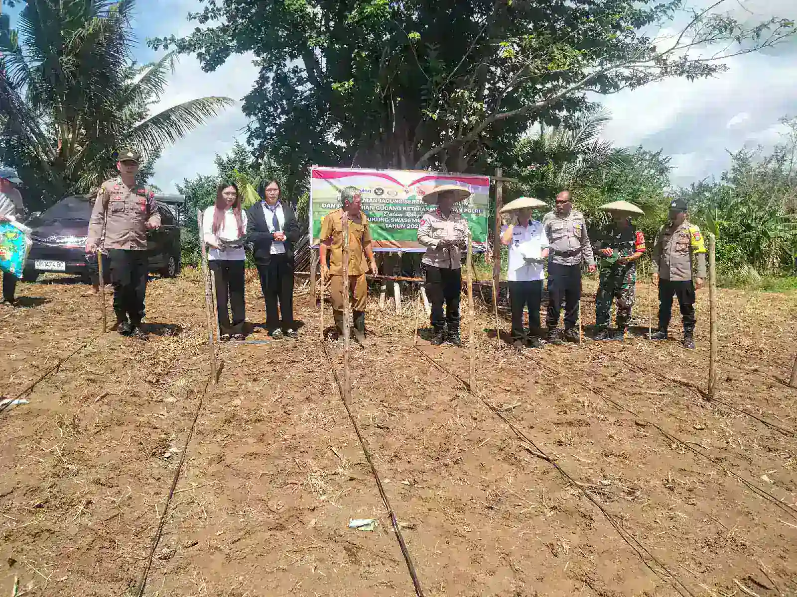 Semangat Kolaborasi di Lahan Polsek Tompaso: Kapolsek dan Forkopimcam Tanam Jagung Bersama Wujudkan Ketahanan Pangan